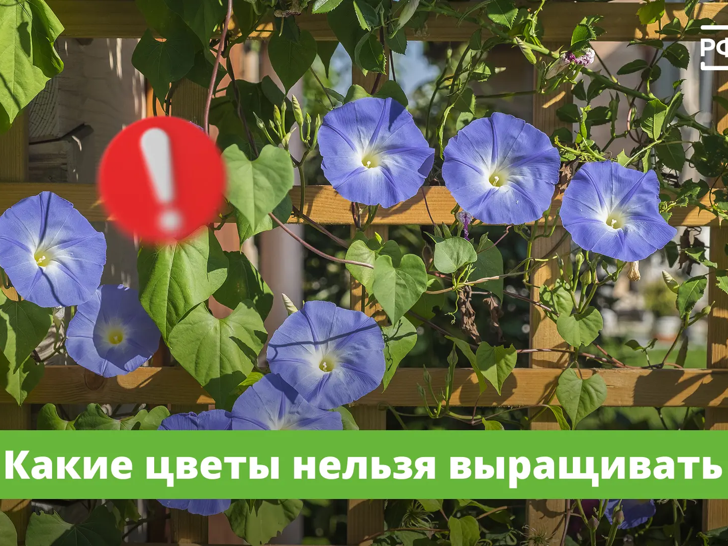 Цветы на участках должны быть красивыми и безопасными.