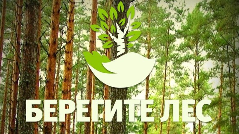 Саратовская межрайонная природоохранная прокуратура разъясняет изменения, внесенные в законодательство об охране лесов..