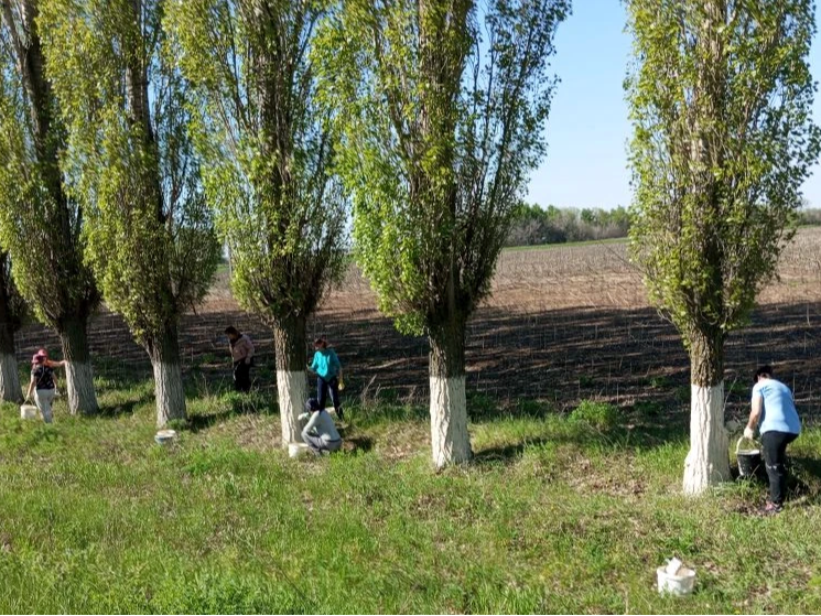 Побелка тополей вдоль въездной дороги в с. Зоркино.