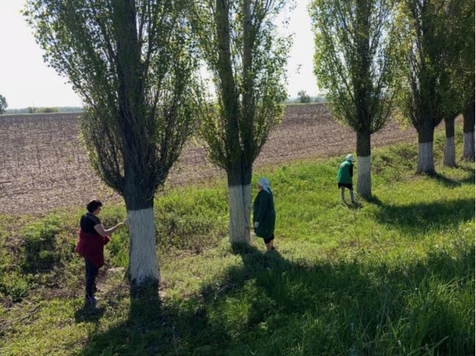 Побелка тополей вдоль въездной дороги в с. Зоркино.