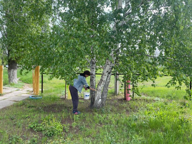 Коллектив детского сада продолжает работу по благоустройству, были побелены деревья на территории ДОУ и вдоль дороги по улице Ленина..